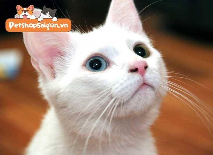 Tại sao mèo lại có 2 màu mắt?