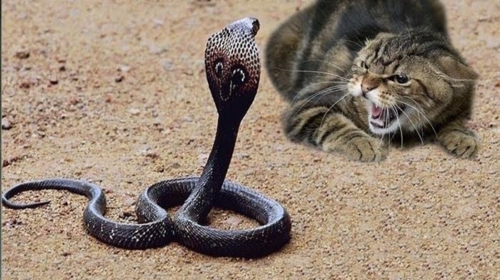 Mèo lớn và có móng vuốt nên không sợ rắn