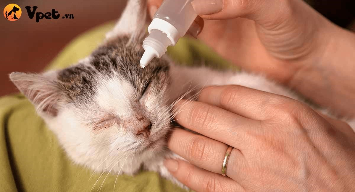 Một con mèo đang mắc bệnh viêm kết mạc và cần phải được chăm sóc và điều trị ngay để tránh tình trạng trầm trọng hơn.