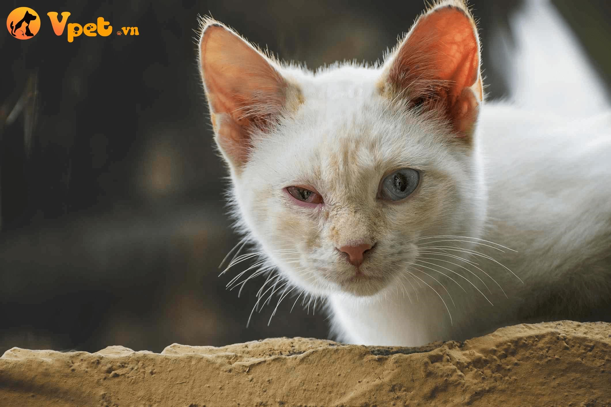 Tình trạng viêm kết mạc ở mèo thường do virus Herpes gây ra.