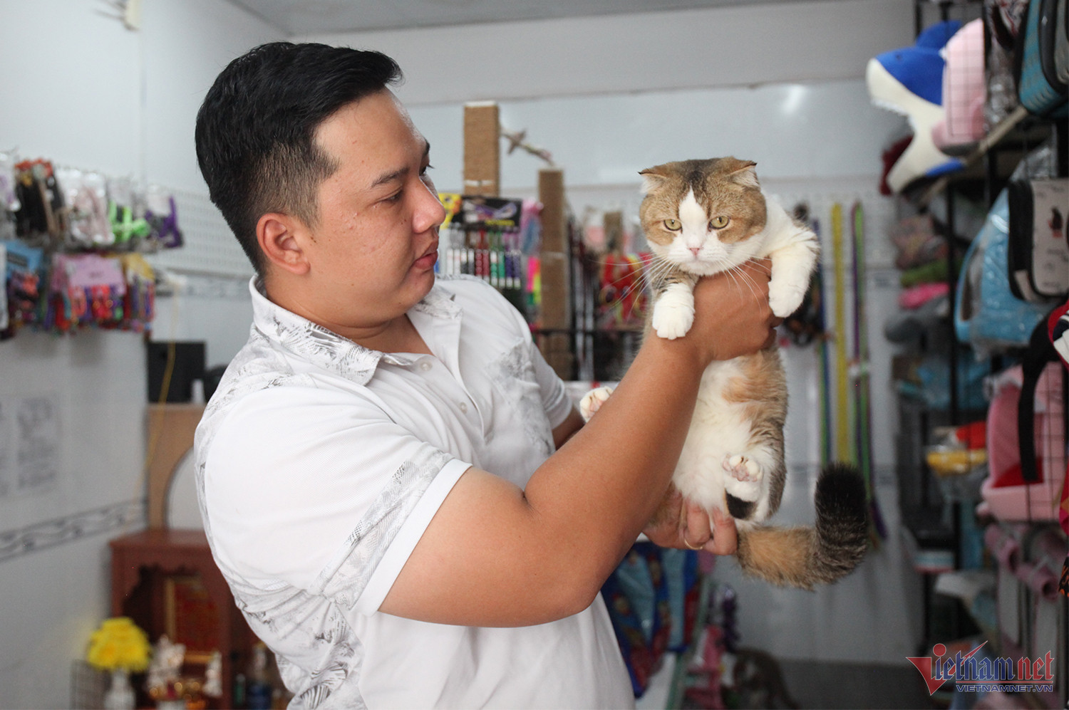 Chọn mua mèo lai có thể có giá từ 500.000 VND trở đi, tùy thuộc vào giống mèo lai.