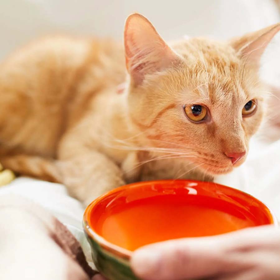 Để phòng bệnh viêm tử cung ở mèo, hãy đảm bảo rằng thú cưng của bạn luôn có đủ nước uống
