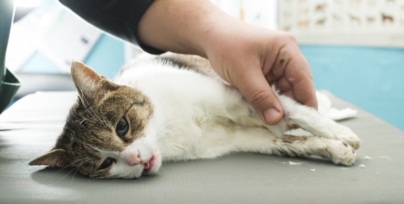 Mèo bị gãy xương sẽ không đi lại bình thường được, cần đưa đến bệnh viện thú y để chữa trị