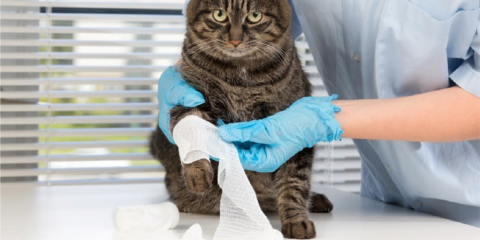 Khi mèo của bạn bị đau chân thì hãy đưa đi thăm khám bác sĩ thú y để chữa trị kịp thời