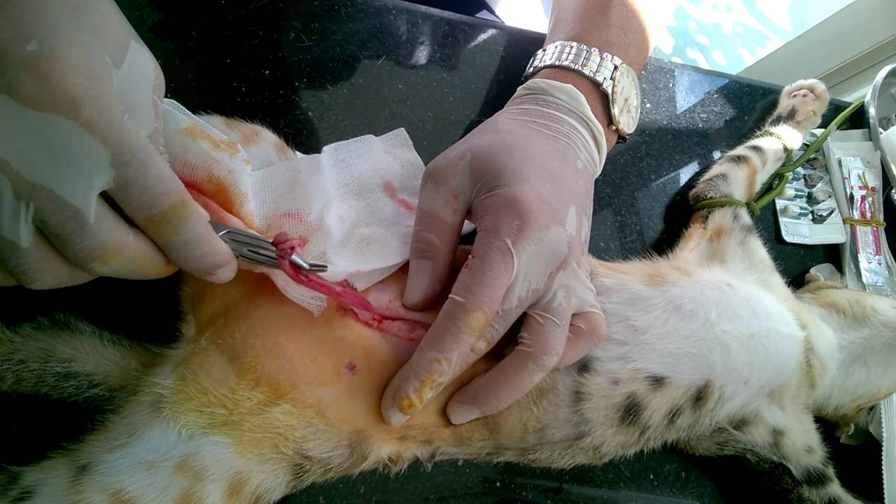Phương pháp triệt sản đối với mèo cái là phẫu thuật cắt bỏ tử cung và buồng trứng