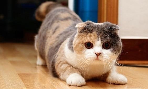 Một trong những đặc điểm của mèo tai cụp là tai tròn hoặc tam giác và nằm ngang khi chúng đứng hoặc ngồi
