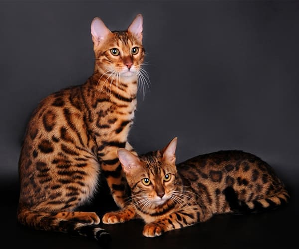 Mèo Bengal rất năng động, có bộ lông mảnh mai với các đốm và sọc đậm nét trên lông. 
