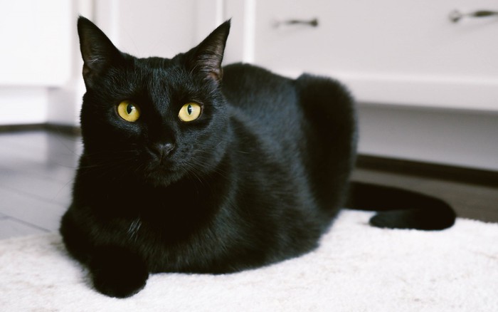 Việc nuôi mèo đen có nhiều ưu nhược điểm cần chú ý