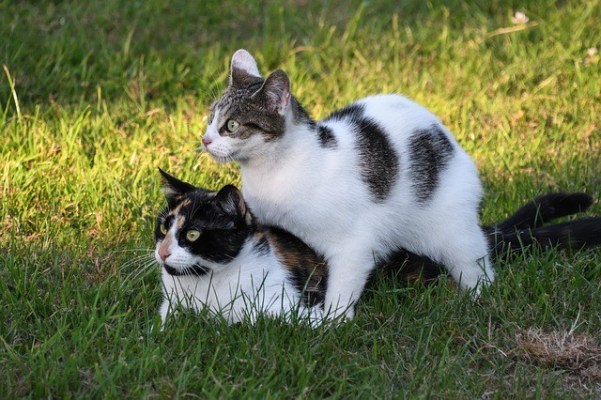 Sau khi phối giống phải đảm bảo dinh dưỡng cho mèo cái và mèo đực
