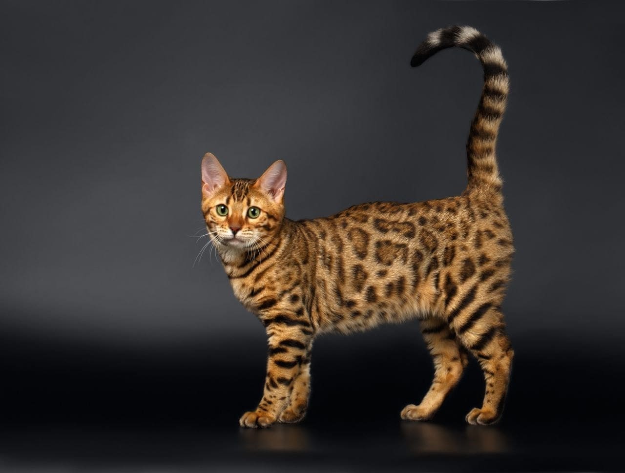 Mèo Bengal là loài lai giữa mèo dã và mèo ta
