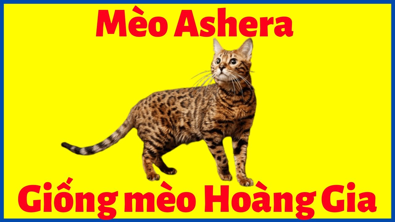 Mèo Ashera là một loài mèo đắt nhất trên thế giới