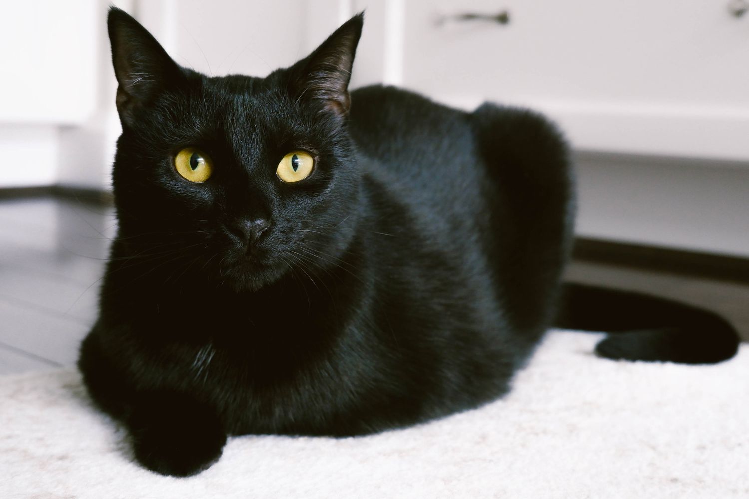 Mèo Bombay là một trong những giống mèo đen được yêu thích nhất