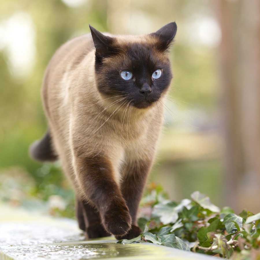 Mèo Siamese có bộ lông ngắn với màu sắc đặc biệt, rất thông minh và tình cảm với chủ nhân của mình.