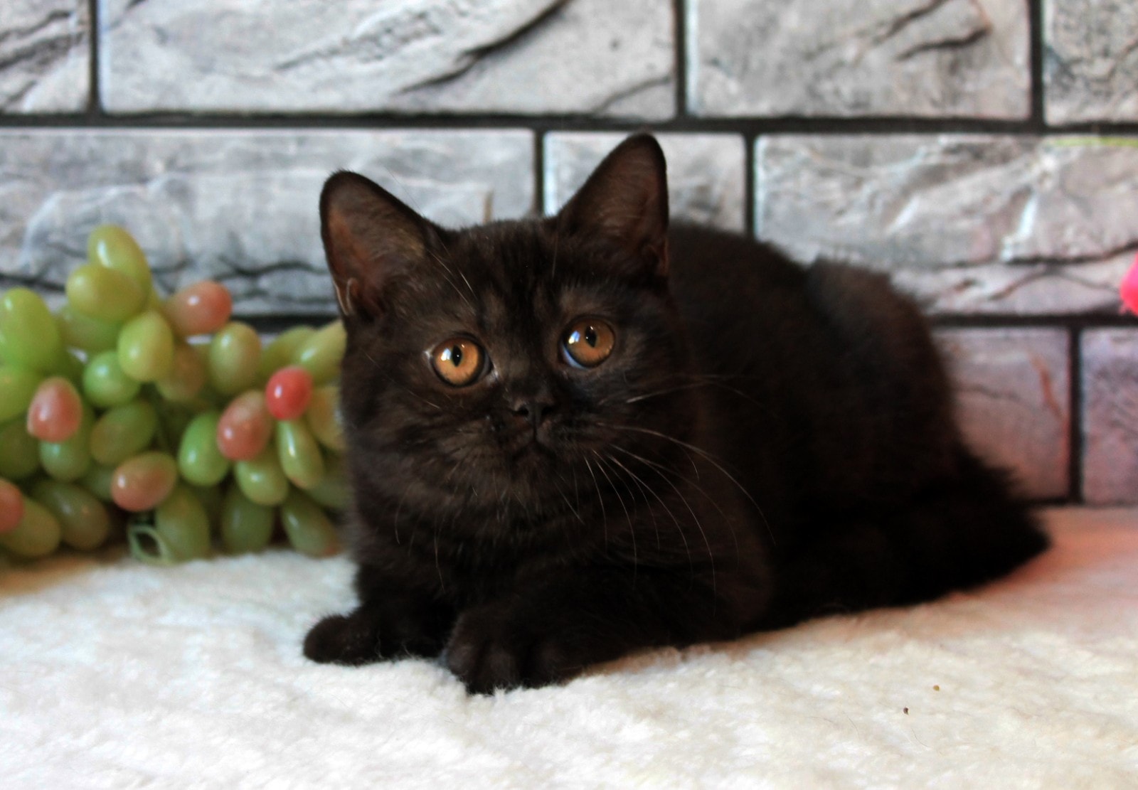 Giống mèo đen thường rất năng động và tinh nghịch