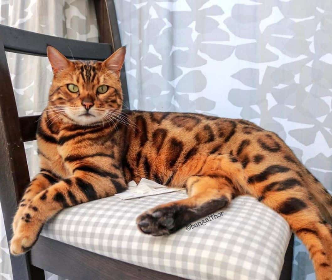 Mèo Bengal là một trong những loài mèo thông minh nhất
