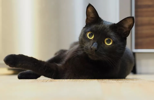 So sánh mèo đen với các loài mèo khác