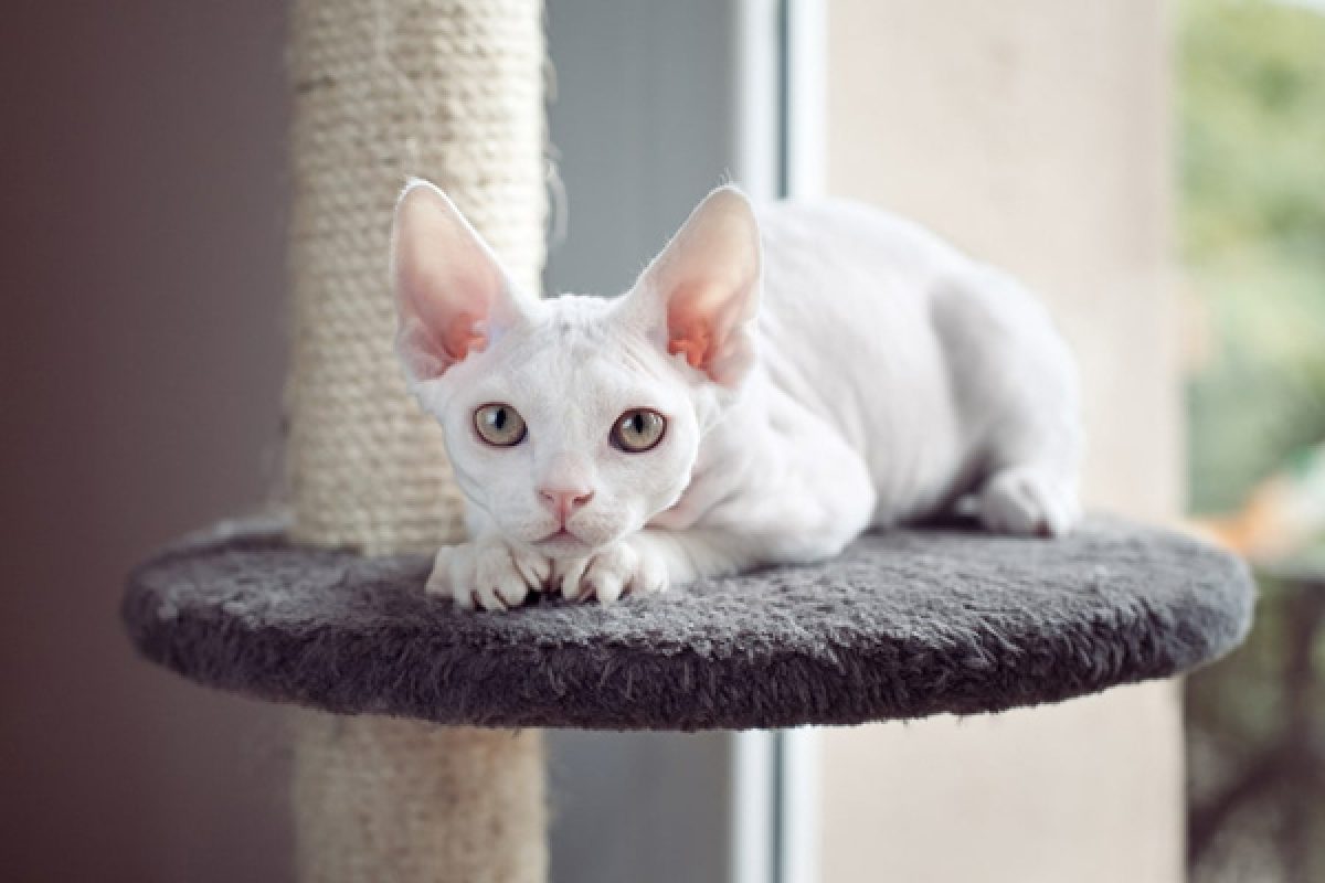 Mèo Devon Rex có bộ lông ngắn, rất năng động và thân thiện, là một giống mèo dễ thương và đáng yêu.