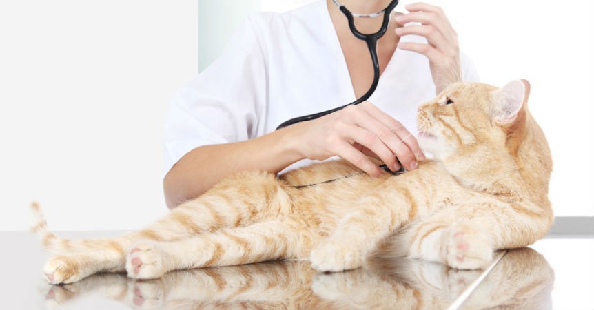 Thường xuyên đưa mèo đi thăm khám bác sĩ để mèo luôn có thể trạng tốt nhất