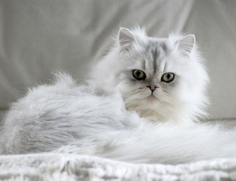 Mèo Ba Tư là loại mèo rất thân thiện, có bộ lông dày và mượt, khuôn mặt phẳng và đôi mắt to tròn rất đáng yêu
