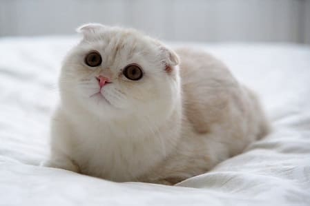 Mèo Scottish Fold rất đáng yêu, dễ thương và thân thiện với con người