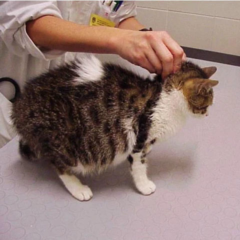 Phương pháp chẩn đoán bệnh FIP cho mèo