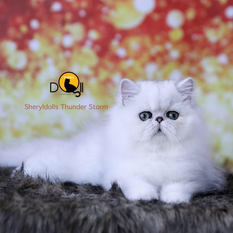 Trại Mèo Sherydoll chuyên nuôi các giống mèo Ba Tư thuần chủng và có số lượng lớn