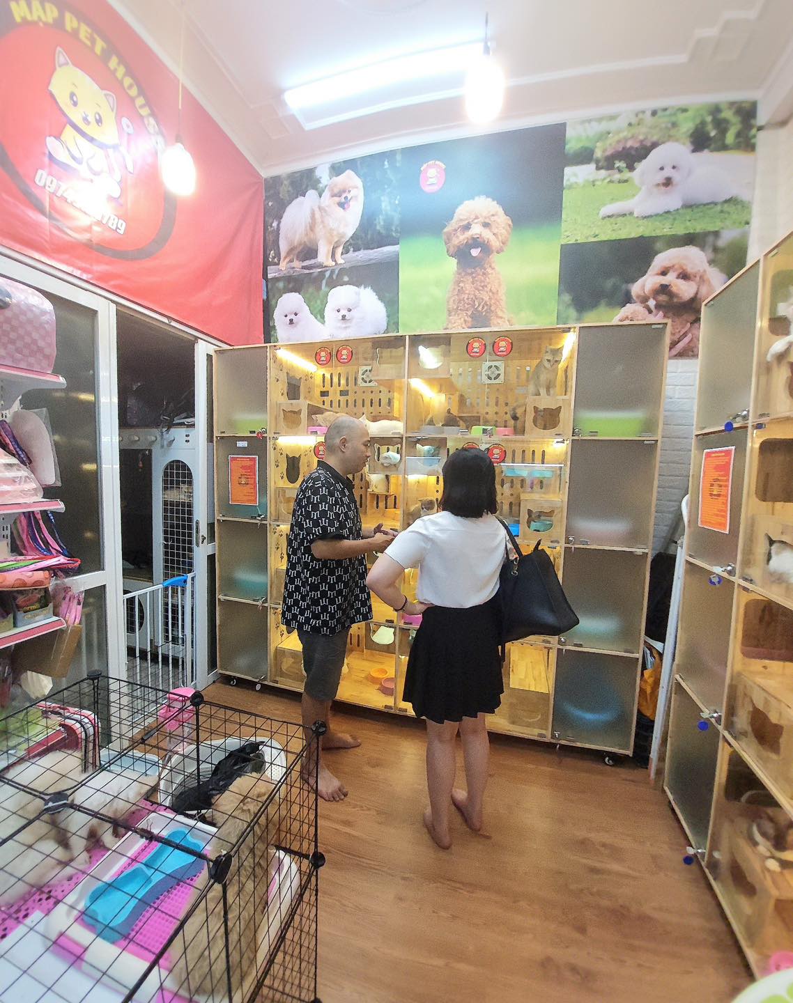 Mập Pet House là cửa hàng lớn cung cấp mèo cảnh tại Hà Nội