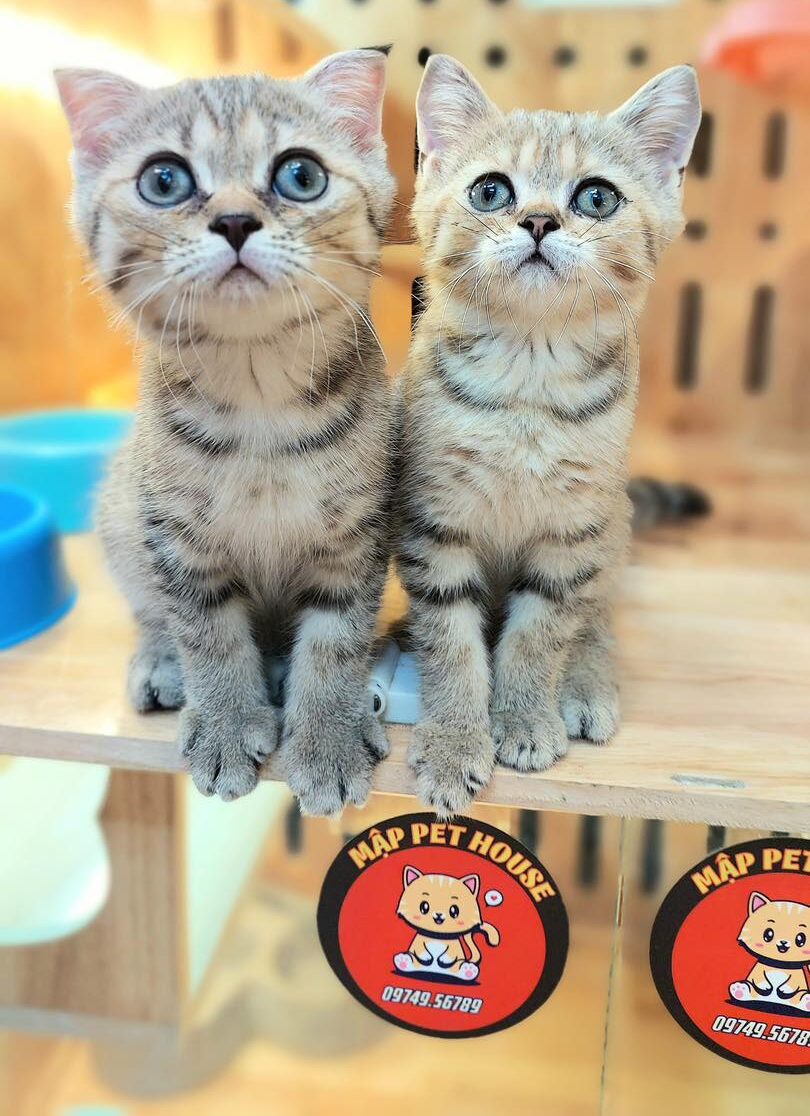 Cửa hàng chuyên cung cấp các giống mèo cảnh xinh và đáng yêu như Tam thể, Bicolor Chân Ngắn