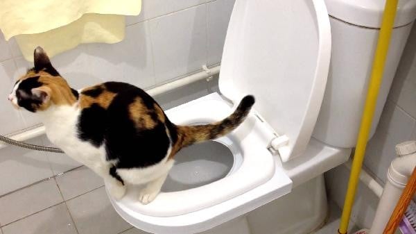 Mèo đi vệ sinh bao nhiêu lần 1 ngày?