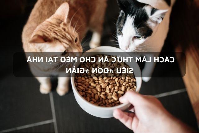 2 con mèo ăn thức ăn khô