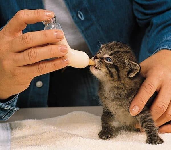 Cho mèo uống sữa đúng cách