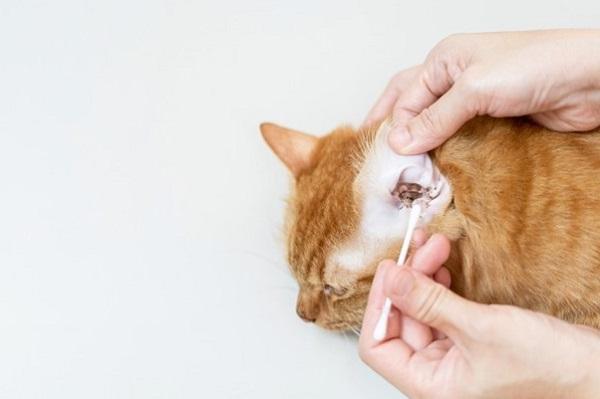 Hướng dẫn chi tiết cách vệ sinh tai cho mèo siêu đơn giản và an toàn