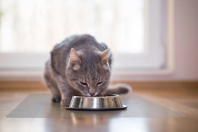Mèo có ăn được sữa chua không? Ăn thế nào là đủ?