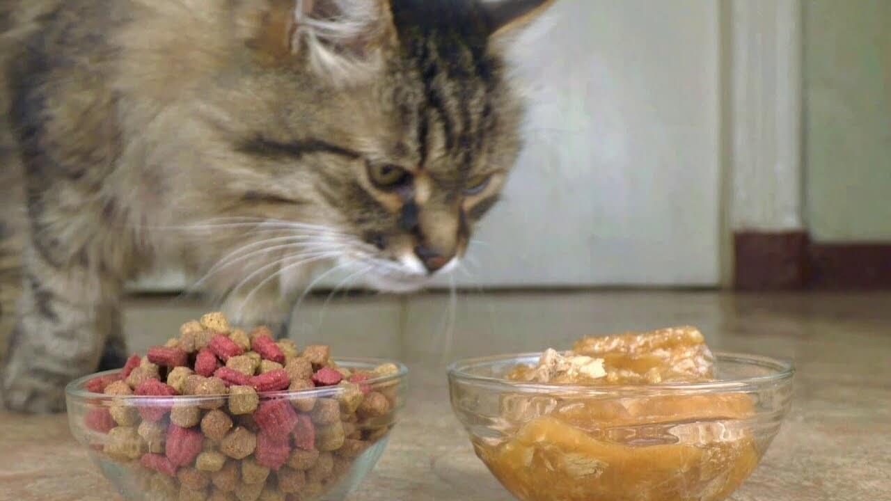 Thức ăn mới lạ thường chưa thích nghi nên mèo sẽ chán, bỏ ăn