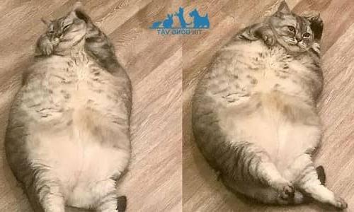 con mèo béo nhất thế giới 21kg