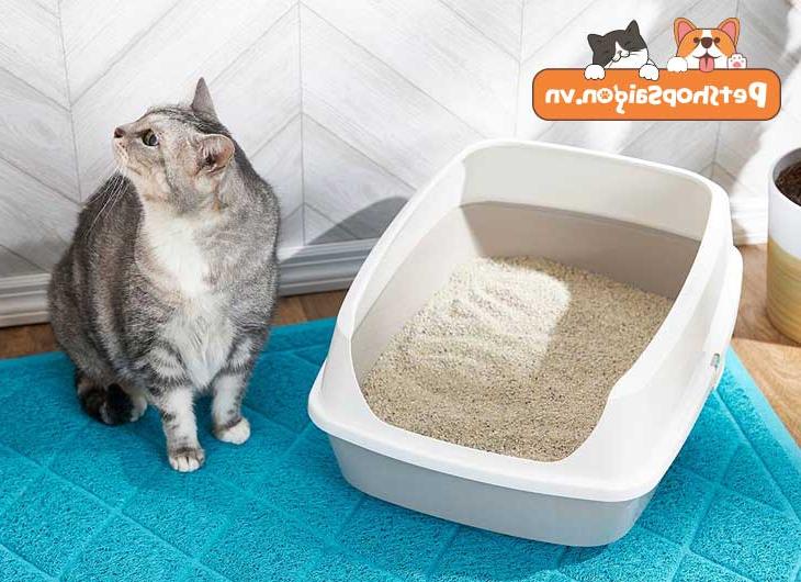 Dạy mèo đi vệ sinh vào cát