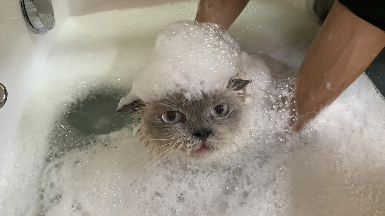 Tắm cho mèo thường xuyên để giảm rụng lông