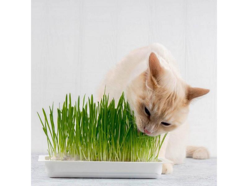 Hạt giống cỏ mèo lúa mạch được bán rất phổ biến.