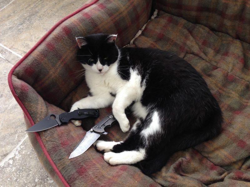 Ảnh meme mèo cầm dao bựa cute