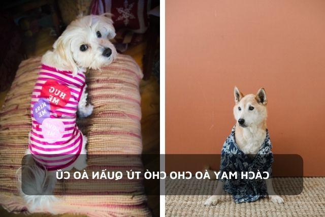 2 chú chó được mặc chiếc áo thiết kế từ quần cũ