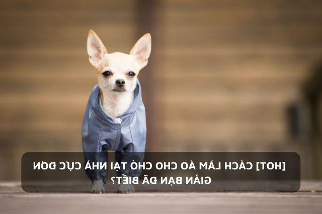 Chú chó Chihuahua được mặc áo khoác gió
