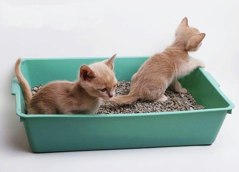 Cách dạy mèo đi vệ sinh đúng chỗ bằng chậu cát sinh học
