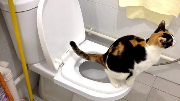 Một số mẹo giúp mèo học cách đi vệ sinh đơn giản