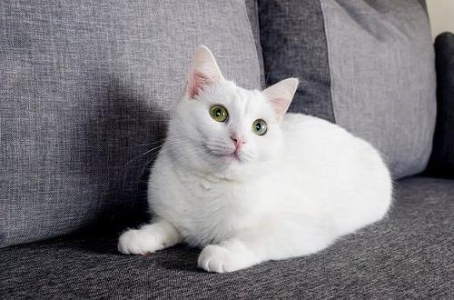 Mèo Angora Thổ Nhĩ Kỳ giá bao nhiêu? Mua mèo Turkish ở đâu?