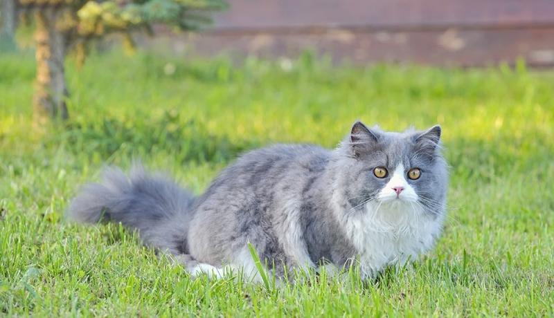 Mèo Anh Lông Dài - Màu Xám