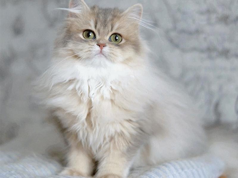 Mèo Anh Lông Dài - Màu Bicolor