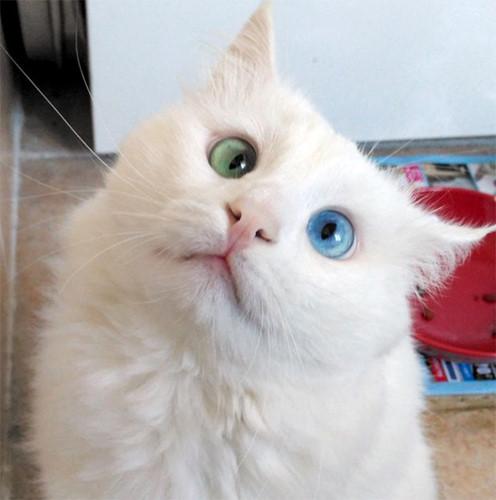 mèo Anh lông dài mắt hai màu
