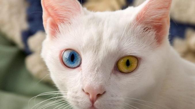 Mèo Anh Lông Ngắn Trắng Mắt 2 Màu