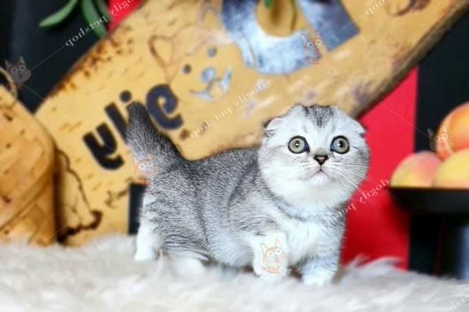 Top 5 Cửa Hàng Bán Mèo Anh Lông Ngắn Giá RẻTại Hà Nội
