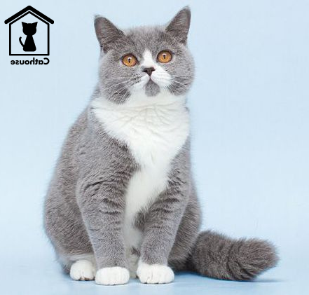 Mèo Anh Lông Ngắn Bicolor - Tìm Hiểu Đặc Điểm Nổi Bật Nhận Biết Mèo Bicolor